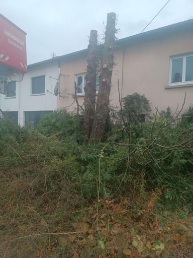 Abattage de sapin 